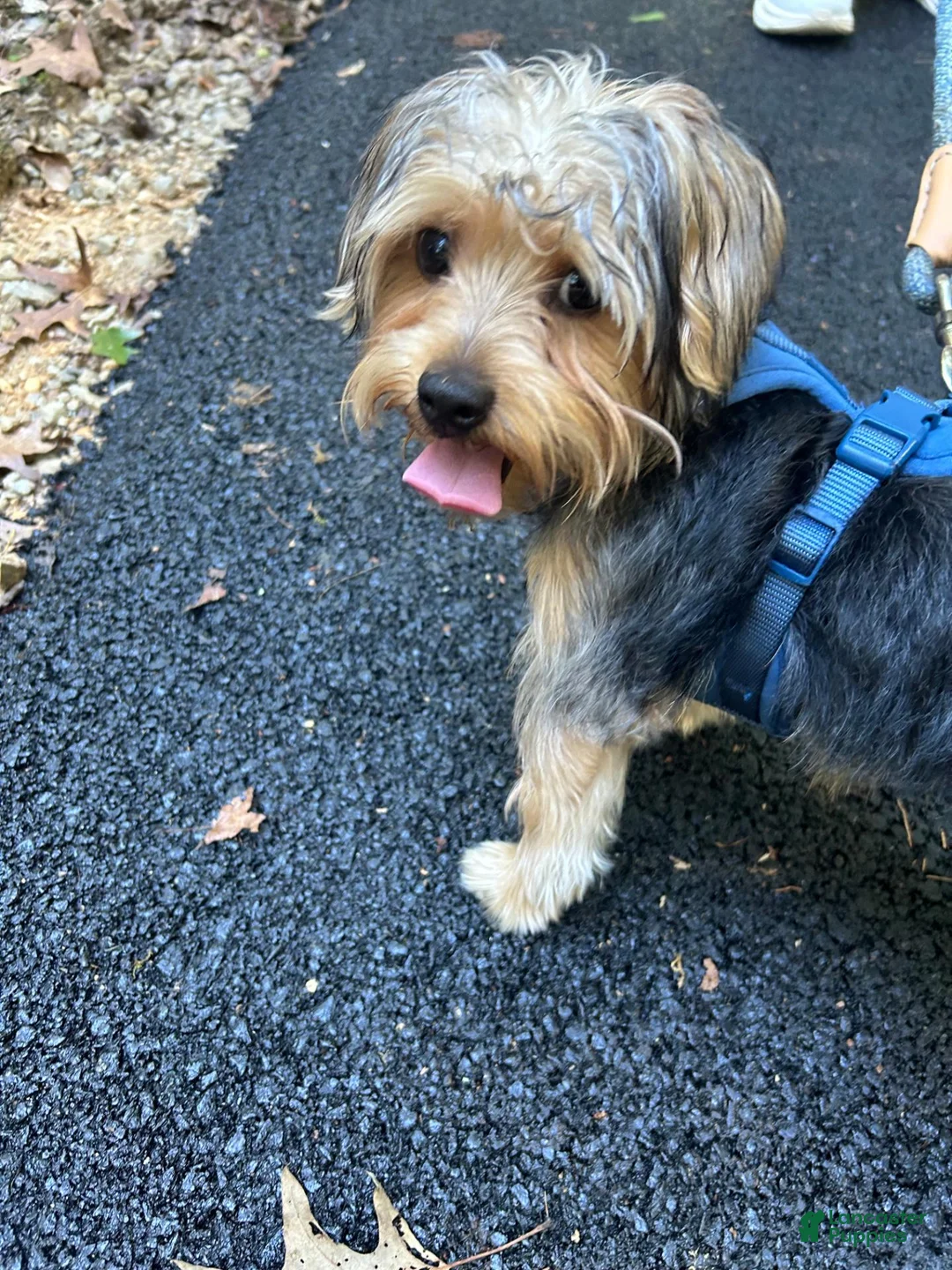 Yorkshire Terrier dogs for sale: Yorkshire Terrier 1 - Ad 7