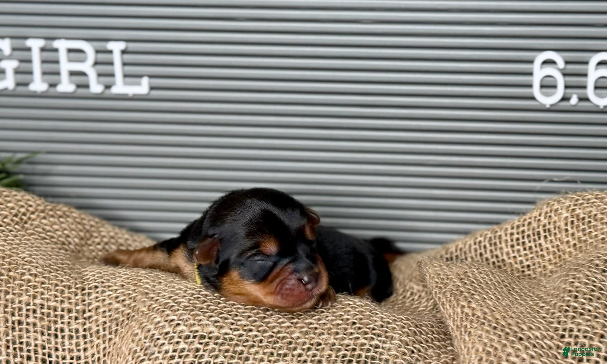 Yorkshire Terrier dogs Yorkshire Terrier Girl - Yellow Collar - Ad 38