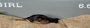 Yorkshire Terrier Girl - Yellow Collar