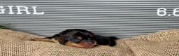 Yorkshire Terrier dogs for sale: Yorkshire Terrier Girl - Yellow Collar - Ad 1