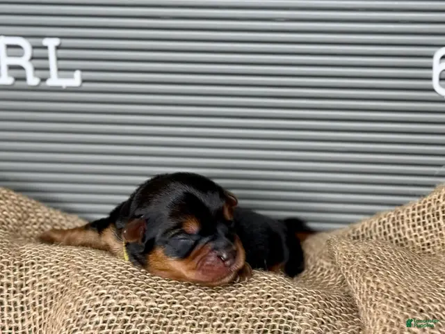 Yorkshire Terrier dogs Yorkshire Terrier Girl - Yellow Collar - Ad 26
