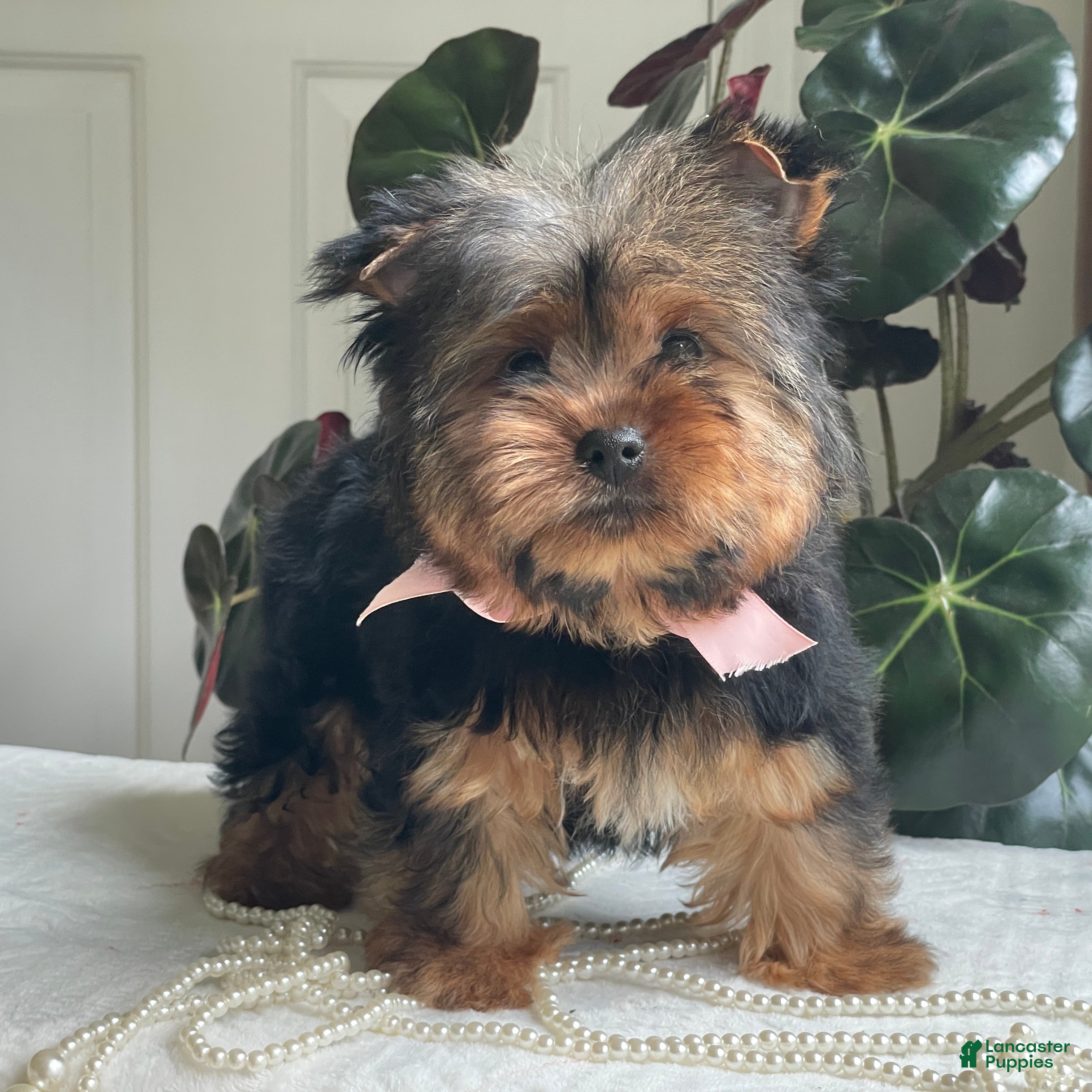 Yorkshire Terrier dogs Felicity - Ad 1