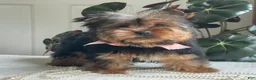 Yorkshire Terrier dogs for sale: Felicity - Ad 1