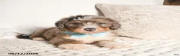 Bernedoodle dogs for sale: Dallas - Ad 4