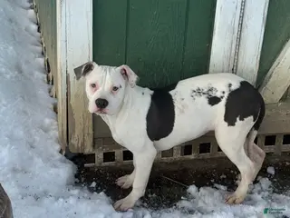 American Bully dogs Myla - Ad 8