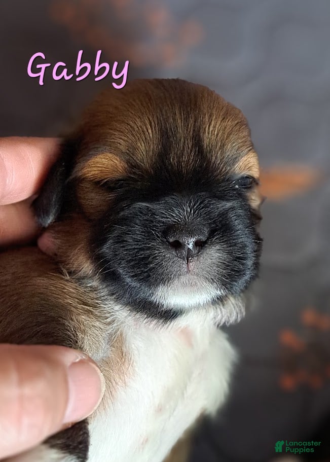 Lhasa Apso dogs Gabby - Ad 2