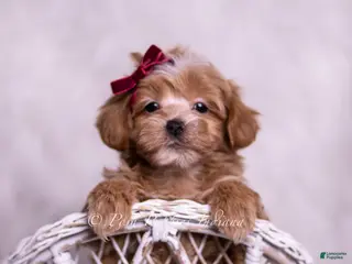 Maltipoo dogs Erinn - Ad 6