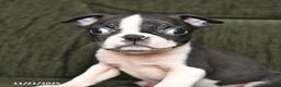 Boston Terrier dogs for sale: Roscoe - Ad 5