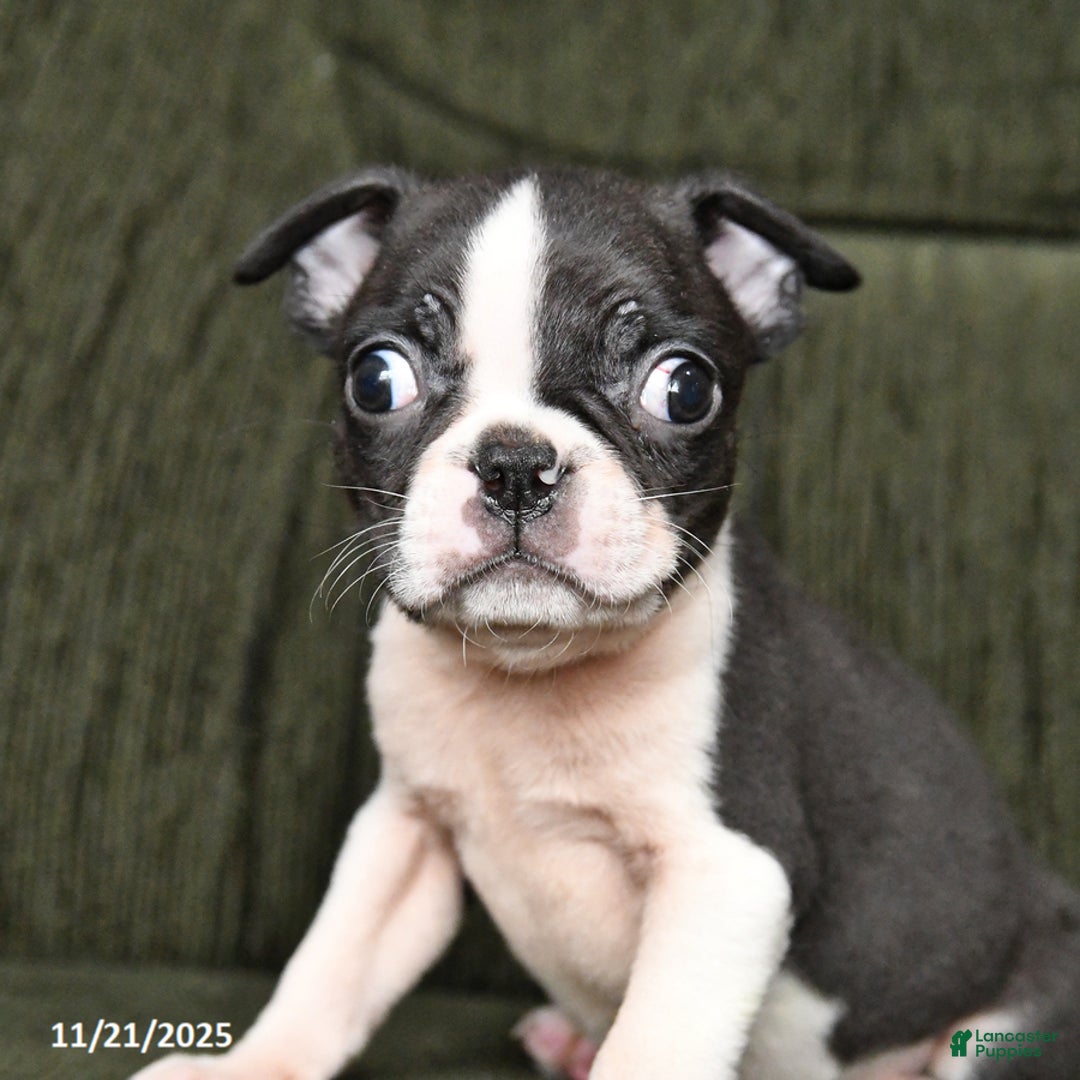 Boston Terrier dogs for sale: Roscoe - Ad 5