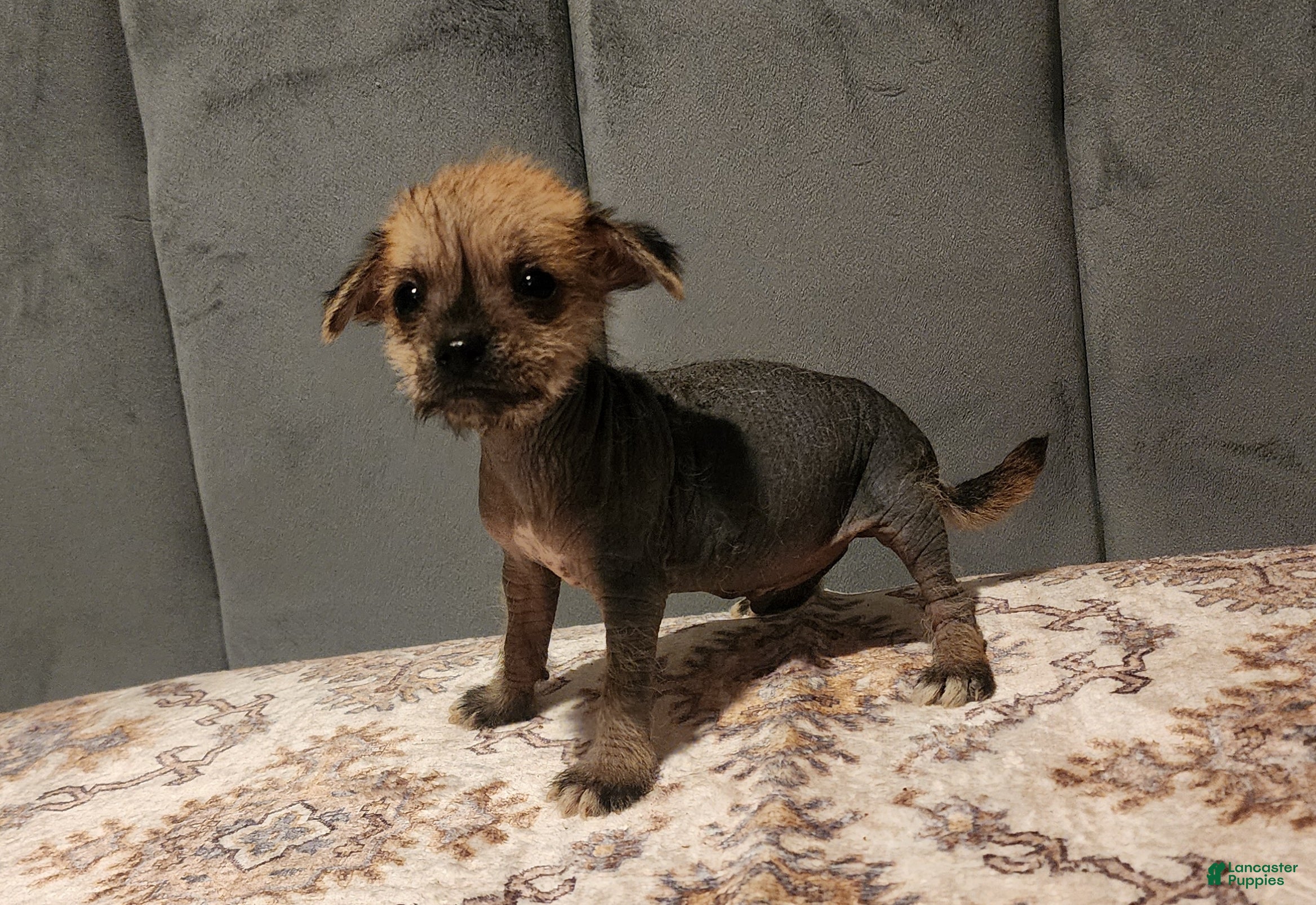 Mixed Breed dogs for sale: Chico  - Ad 3