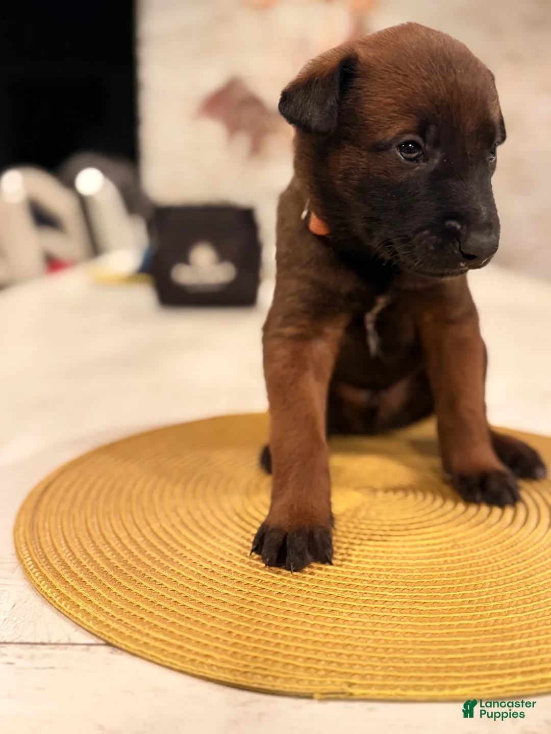 Belgian Malinois dogs for sale: Mr. Blonde - Ad 1