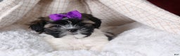 Shih Tzu dogs for sale: Rosie - Ad 16