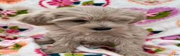 Miniature Schnauzer dogs for sale: Cali - Ad 8