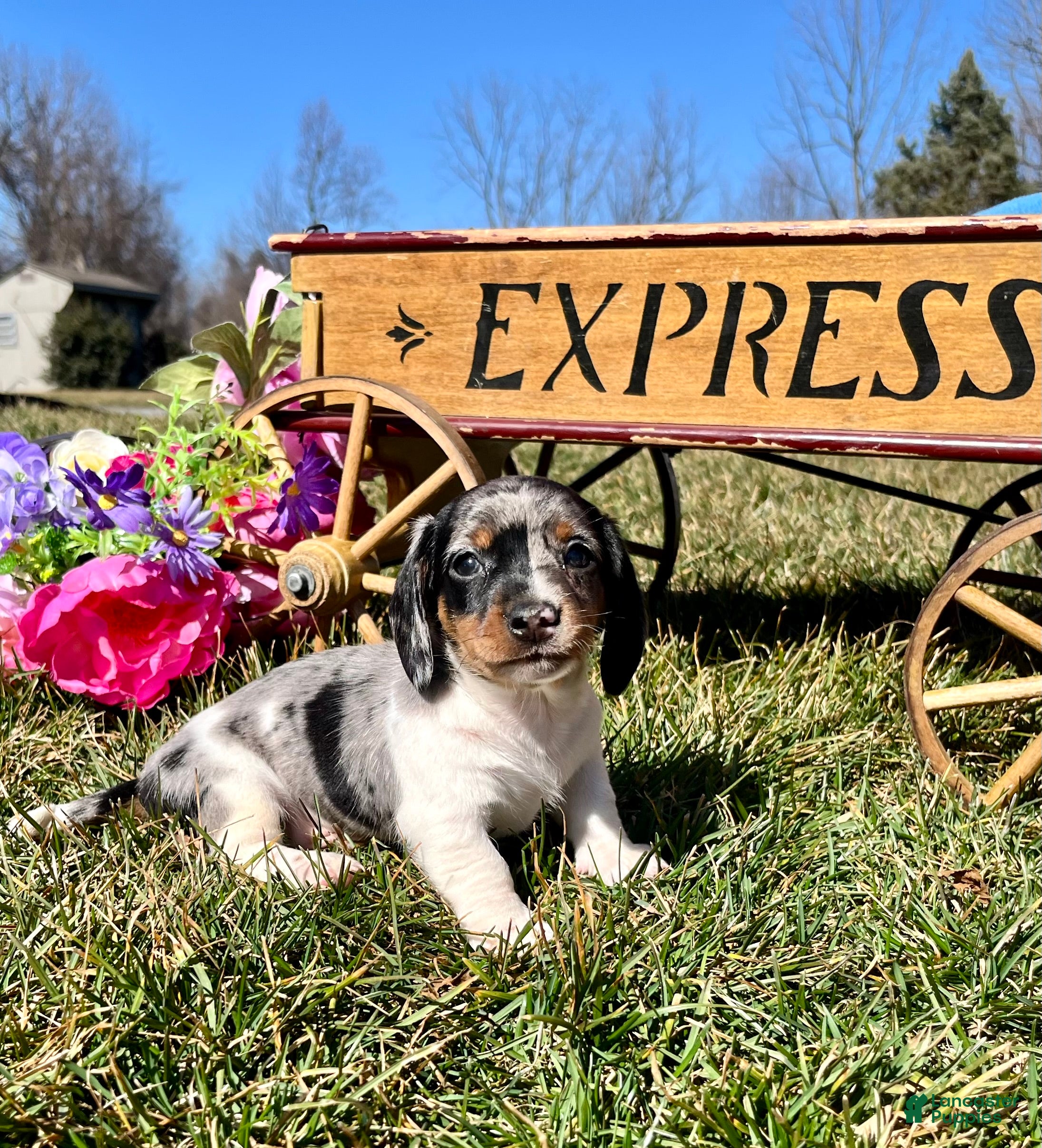 Dachshund dogs Milo🐾❤️ACA Miniature Dacshund🐾❤️Call 610-273-9348 - Ad 27