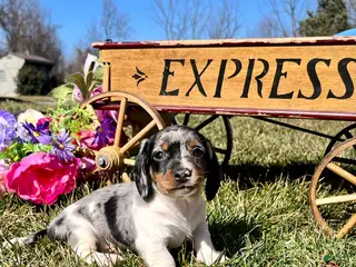 Dachshund dogs Milo🐾❤️ACA Miniature Dacshund🐾❤️Call 610-273-9348 - Ad 27