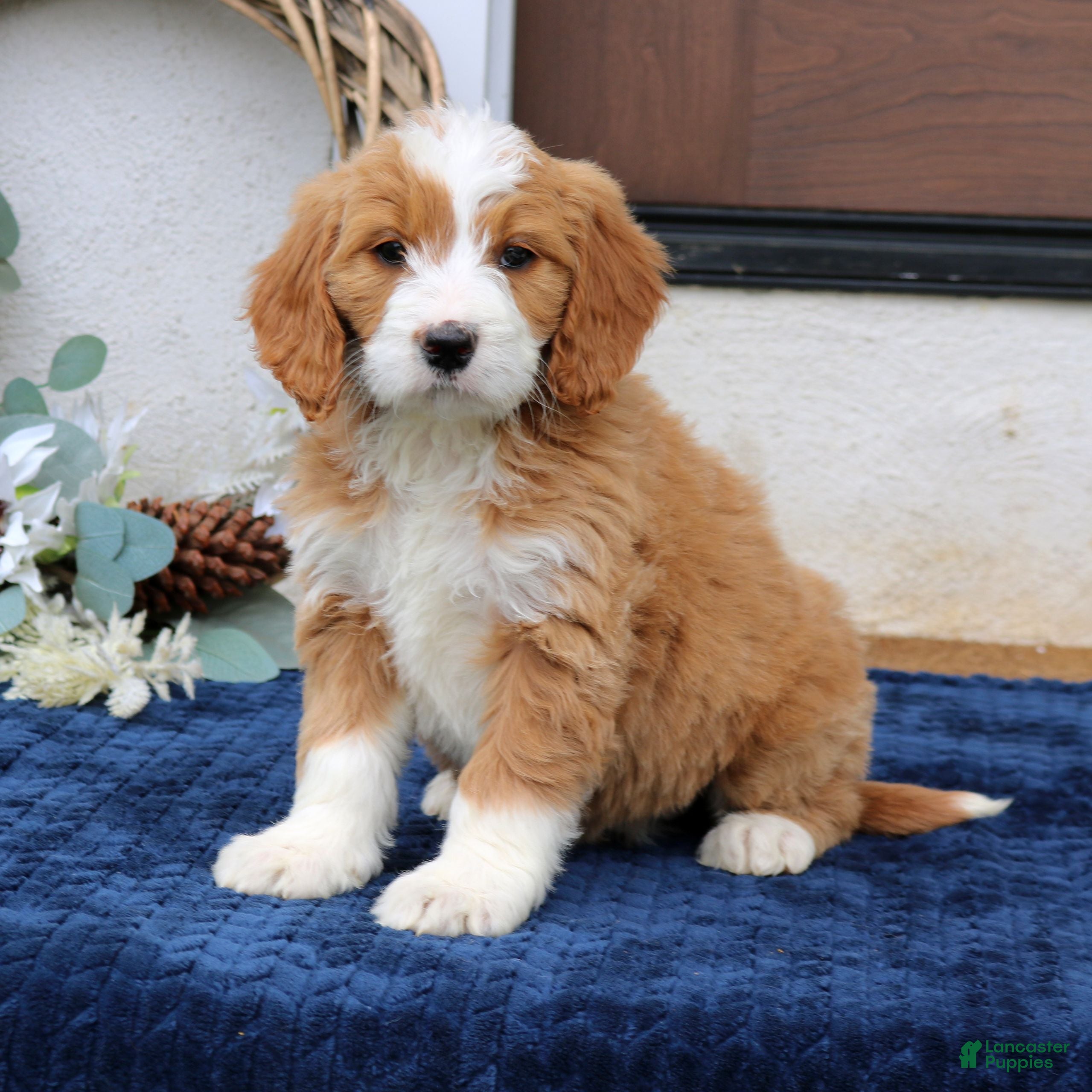 Mini Goldendoodle dogs Cammie  - Ad 1