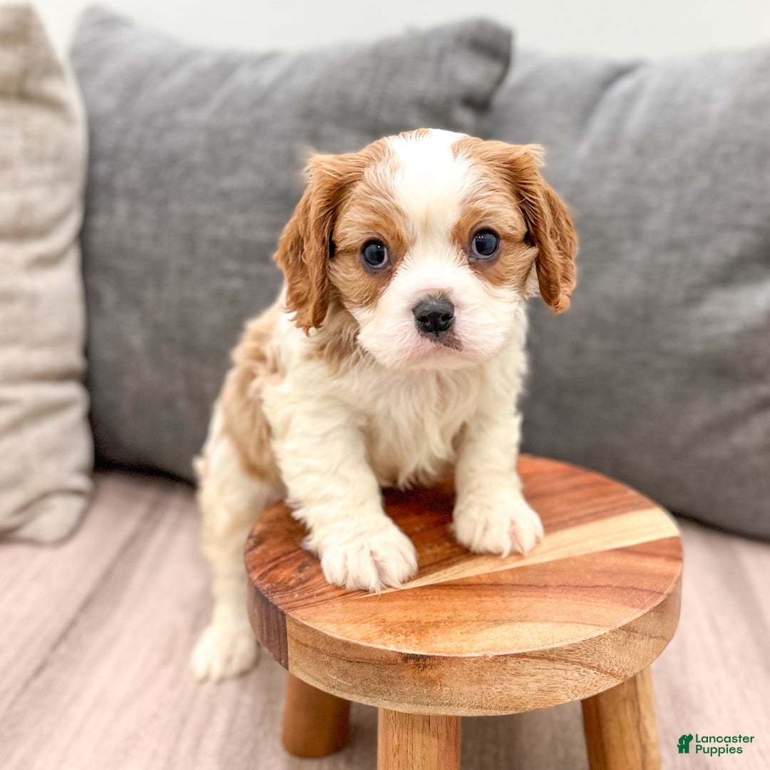Cavapoo dogs for sale: Baxter - Ad 4