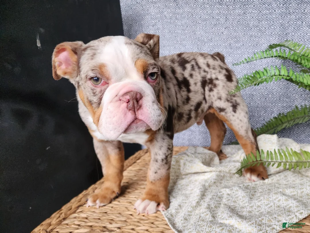 English Bulldog dogs for sale: Fletch - Ad 16
