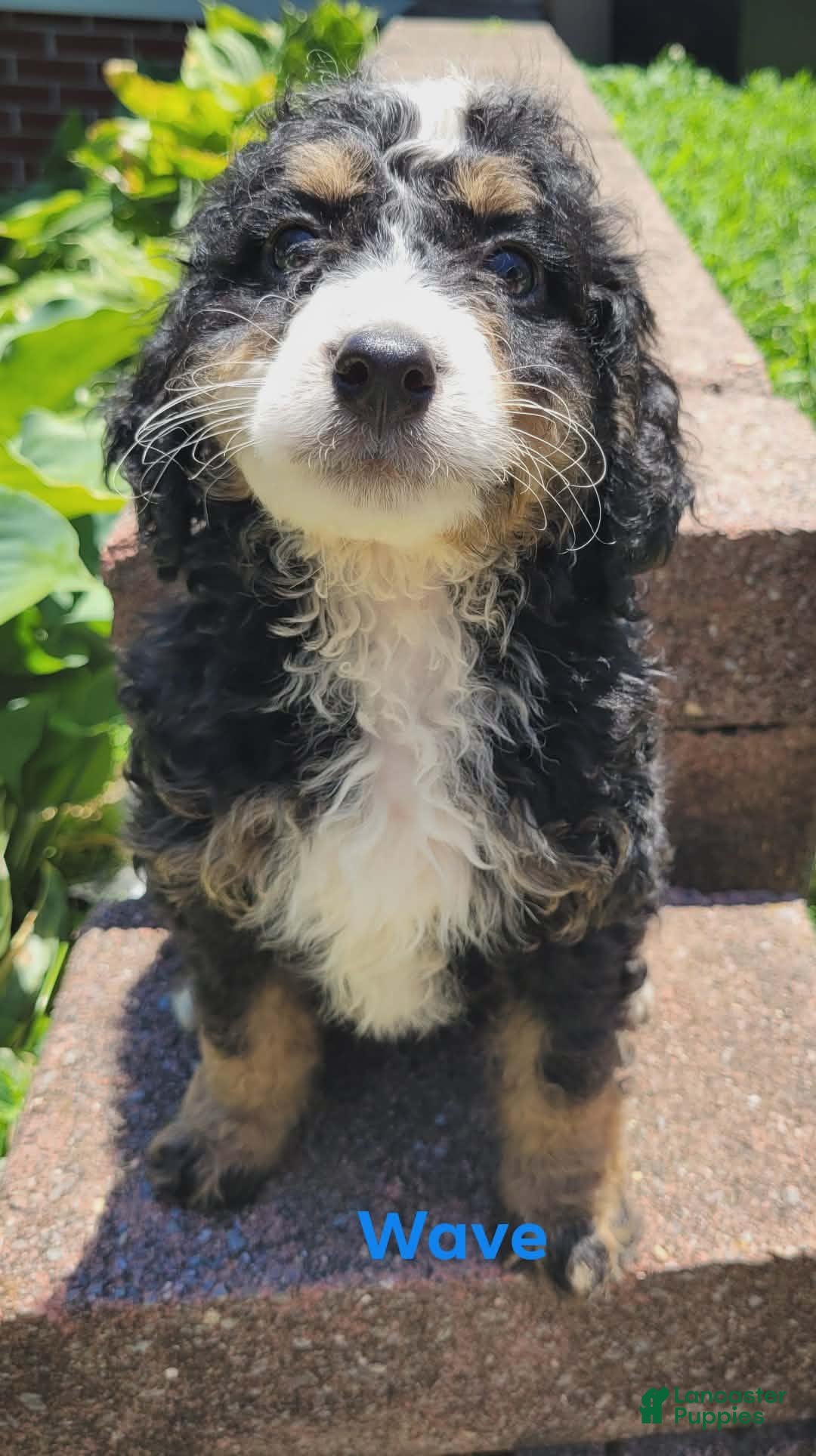 Mini Bernedoodle dogs Wave - Ad 2
