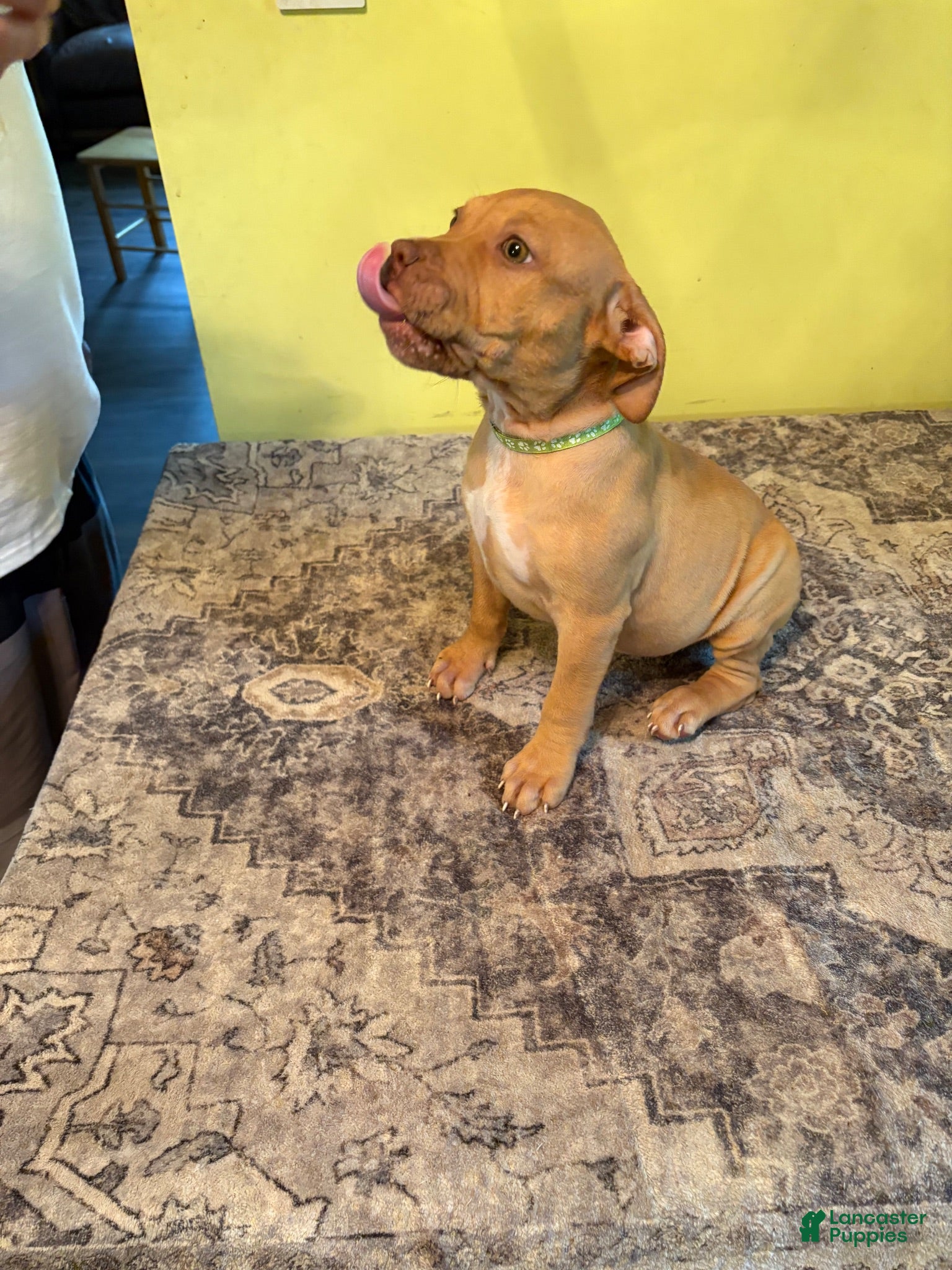 American Pit Bull Terrier dogs American Pit Bull Terrier 1 - Ad 22