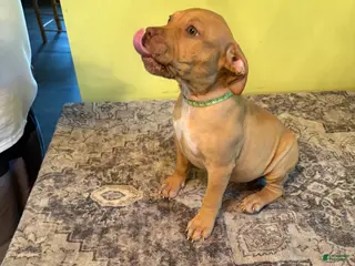 American Pit Bull Terrier dogs American Pit Bull Terrier 1 - Ad 22