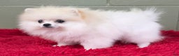 Pomeranian dogs for sale: Pomeranian Puppy 1 - Ad 8