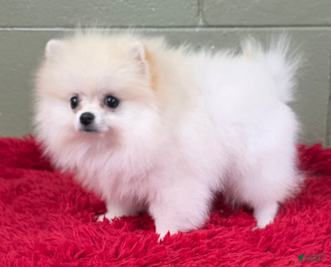 Pomeranian dogs for sale: Pomeranian Puppy 1 - Ad 8