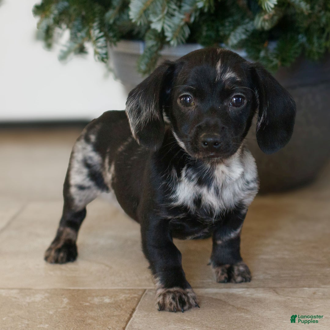 Miniature Dachshund dogs for sale: Hailey  - Ad 4