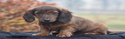 Dachshund dogs for sale: Shawn - Ad 2
