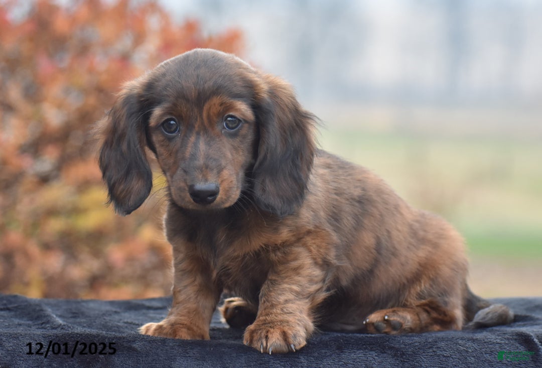 Dachshund dogs for sale: Shawn - Ad 2