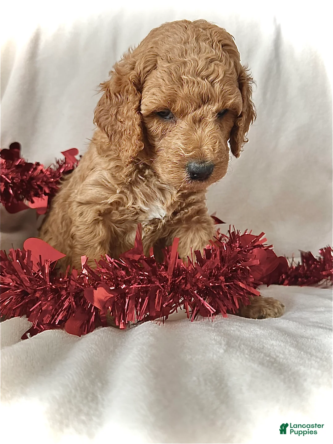 Irish Doodle dogs for sale: Glitter-In home raised - Ad 2