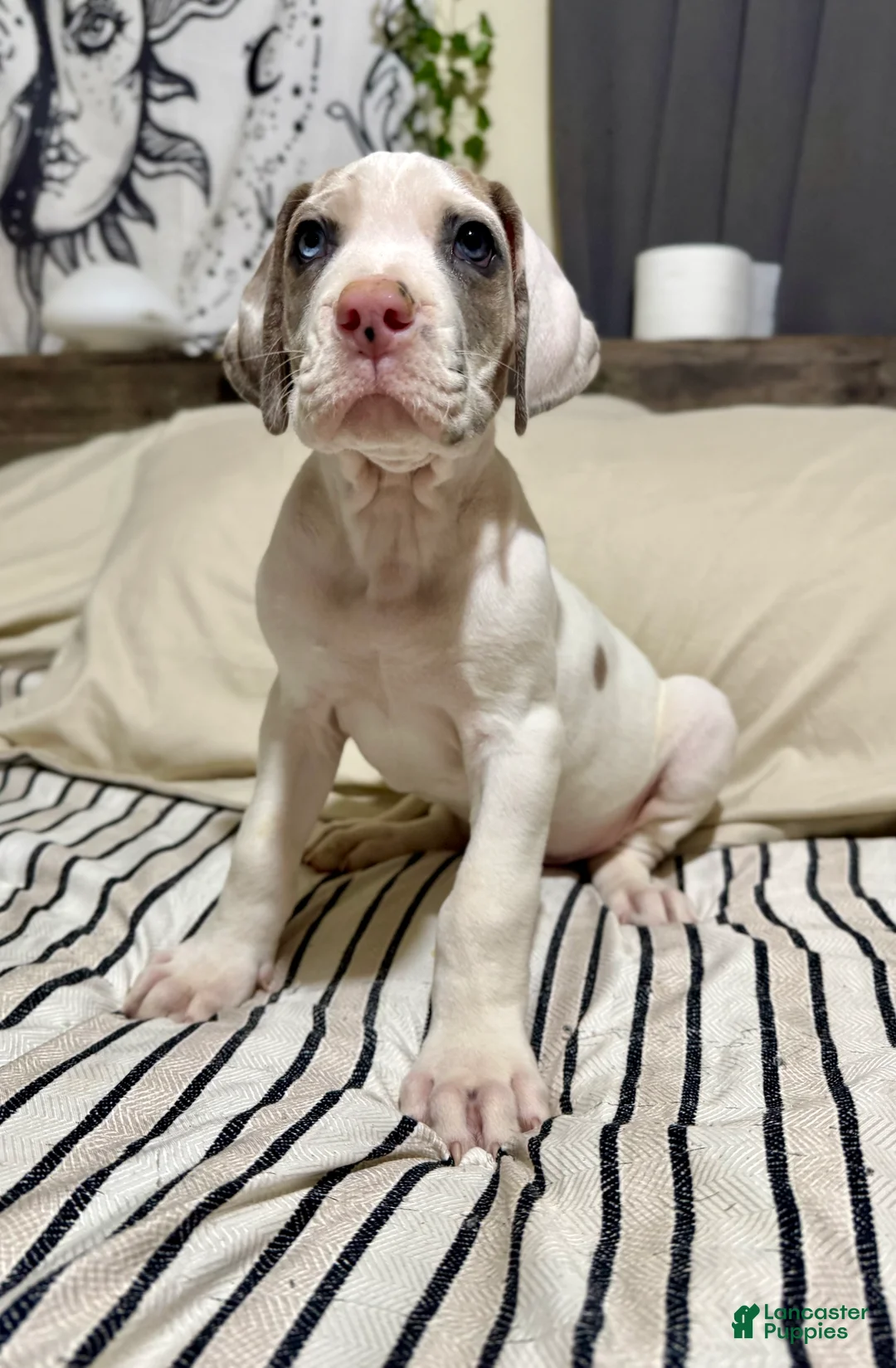 Great Dane dogs for sale: Blue Fawnquin Headed Pied (Heavy Euro) - Ad 7