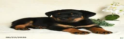 Rottweiler dogs for sale: Arya - Ad 4