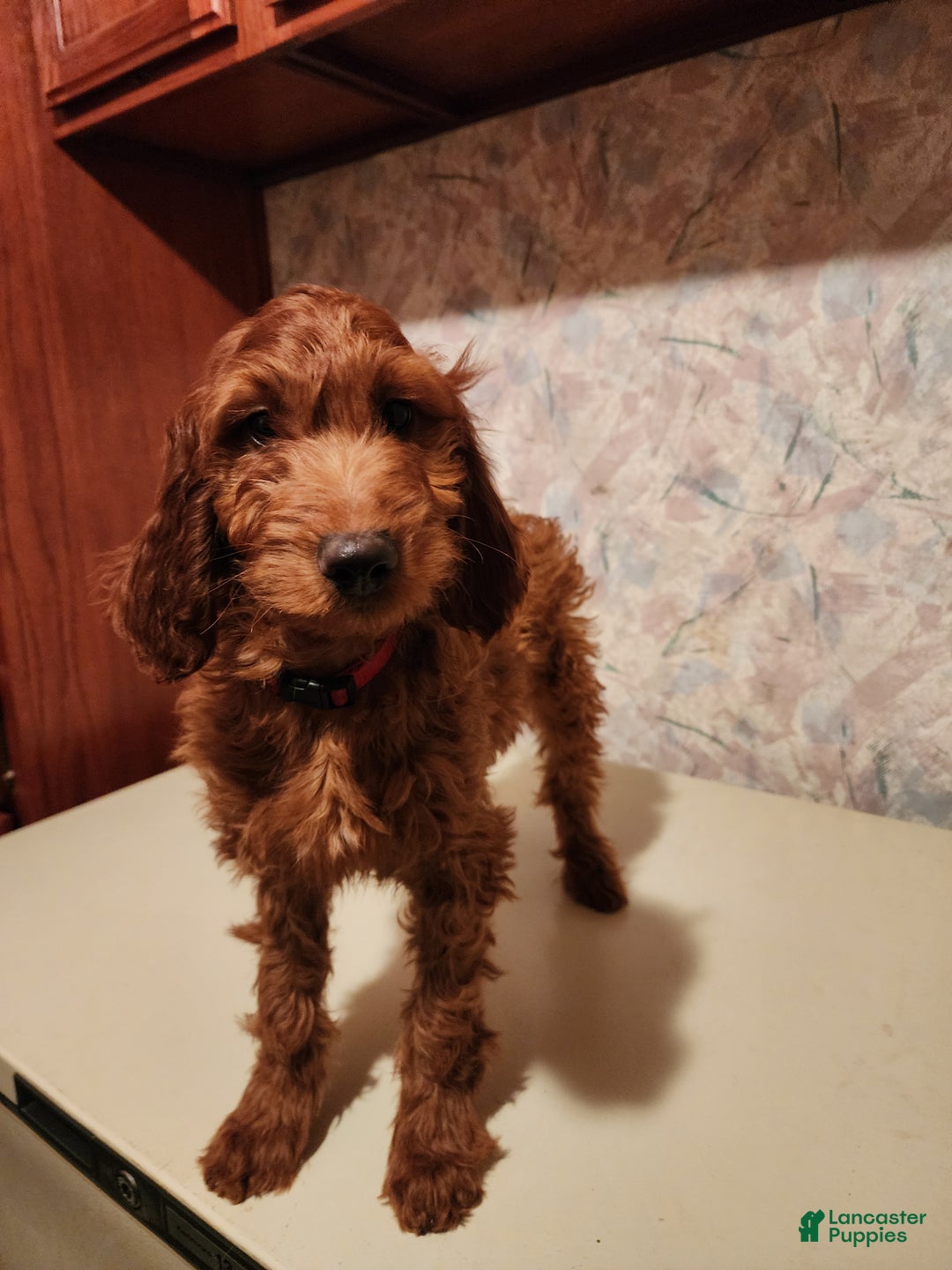 Irish Doodle dogs for sale: Murphy - Ad 7