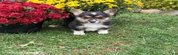 Welsh Corgi Pembroke dogs for sale: Penelope - Ad 4