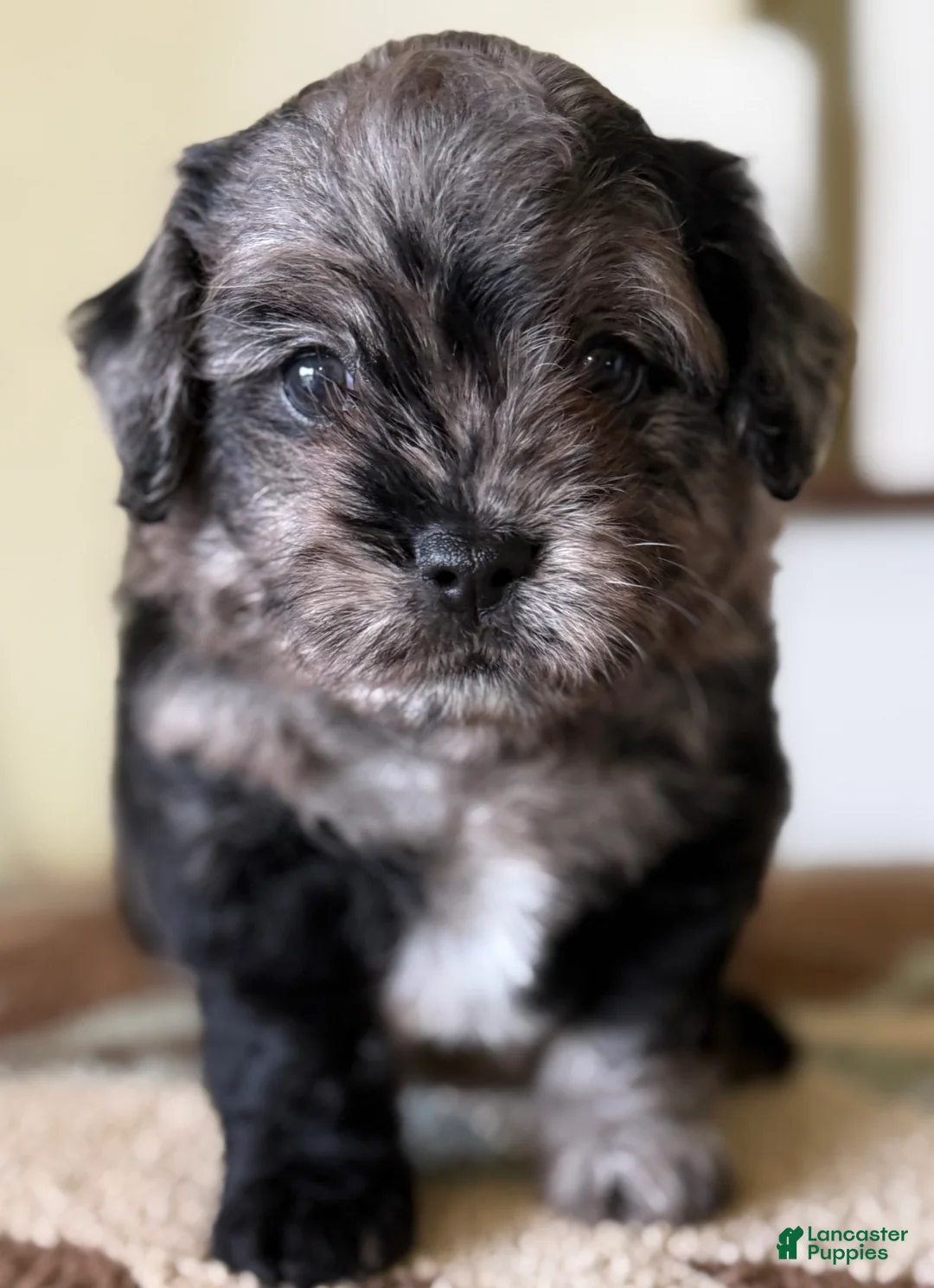 Mixed Breed dogs for sale: Chip - Ad 2