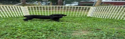 Cane Corso dogs for sale: Cane Corso Puppy 10 - Ad 13