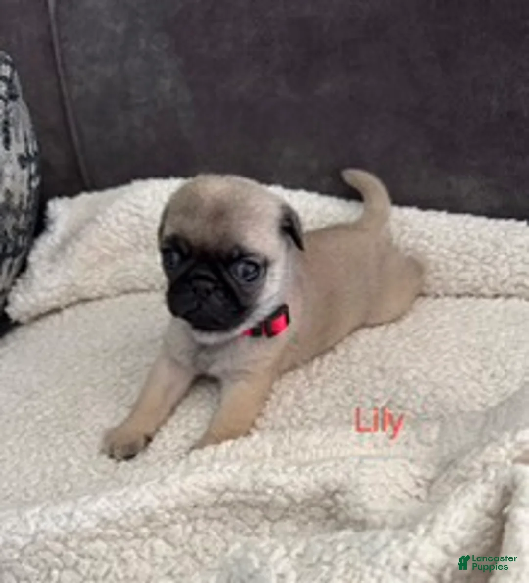 Pug dogs for sale: AKC,Lily - Ad 4