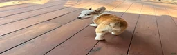 Welsh Corgi Pembroke dogs for sale: BENNY - Ad 3