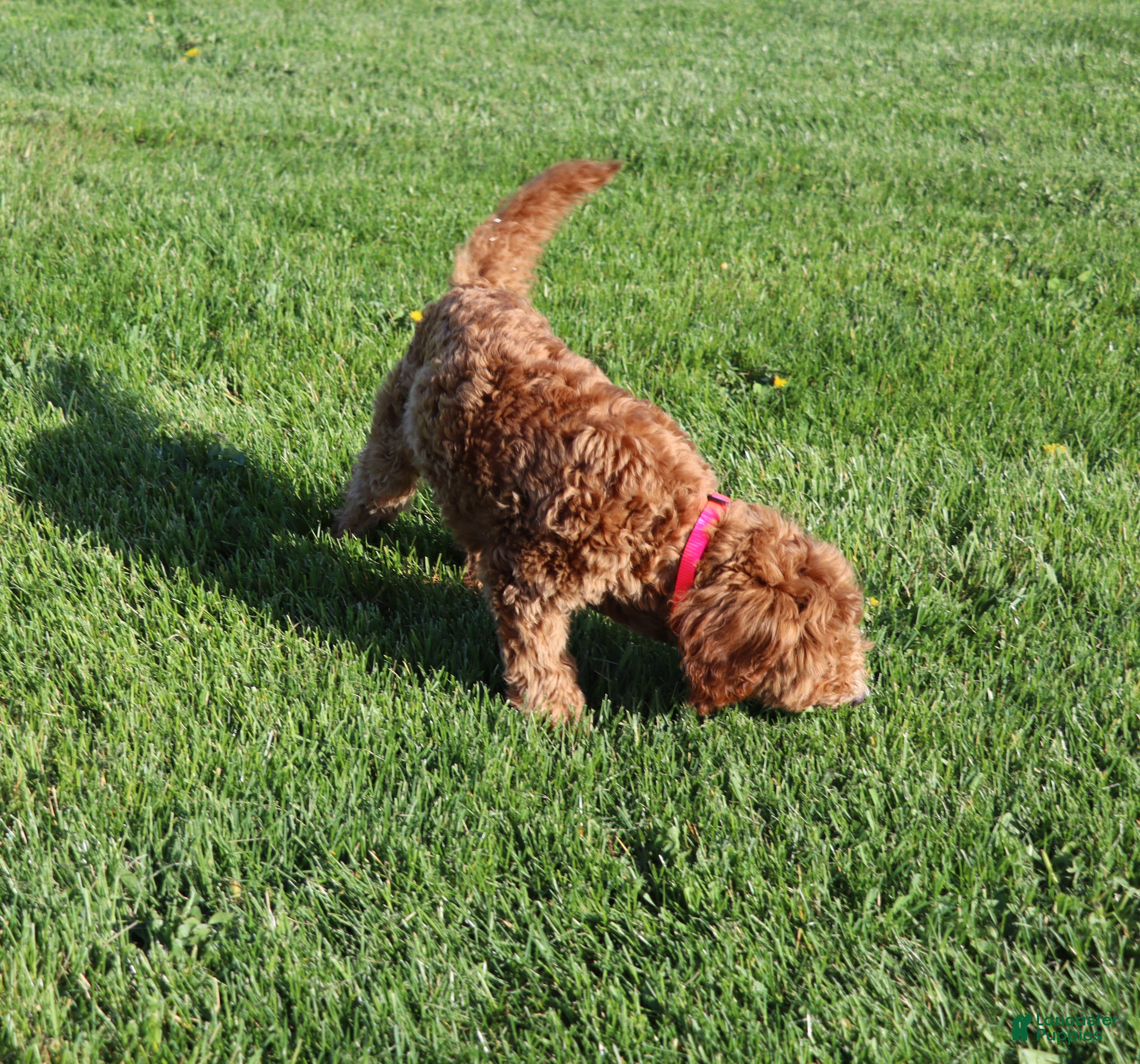Mini Goldendoodle dogs Willow 🌷 GeneticCP-BasicTraining - Ad 2