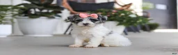 Havapoo dogs for sale: Cuddles  - Ad 3