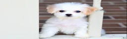 Teddy Bear dogs for sale: Daisy - Ad 2