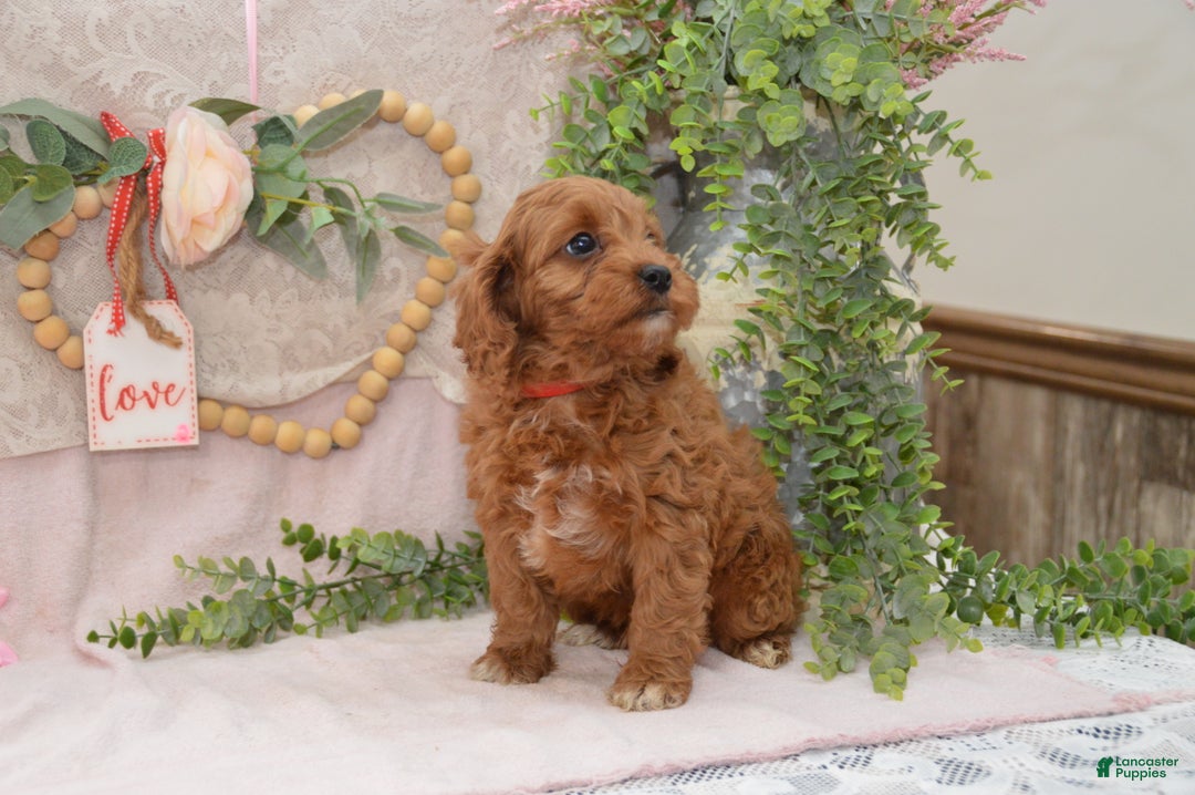 Cavapoo dogs for sale: Jude - Ad 2