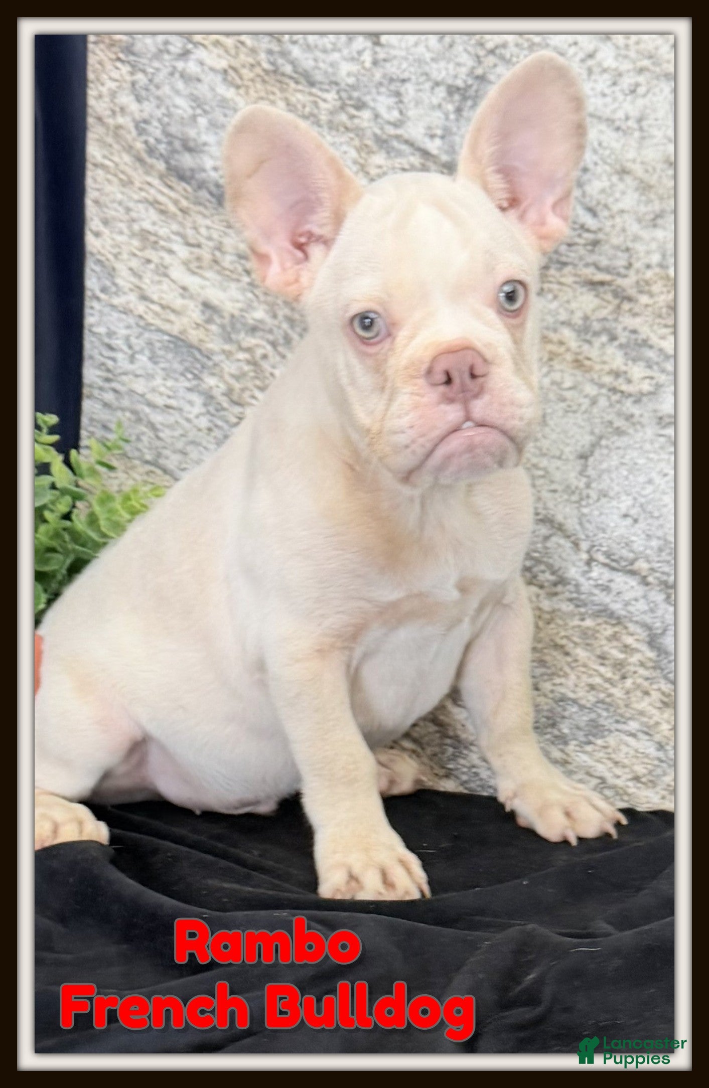 French Bulldog dogs Rambo - Ad 1