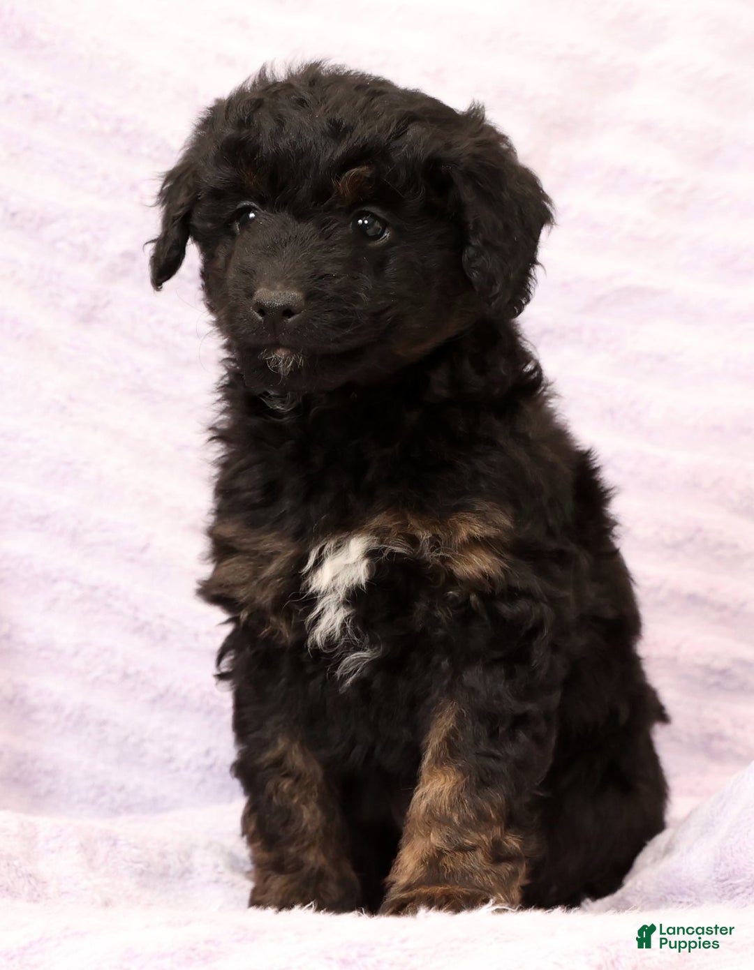 Mini Aussiedoodle dogs for sale: Barney - Ad 8