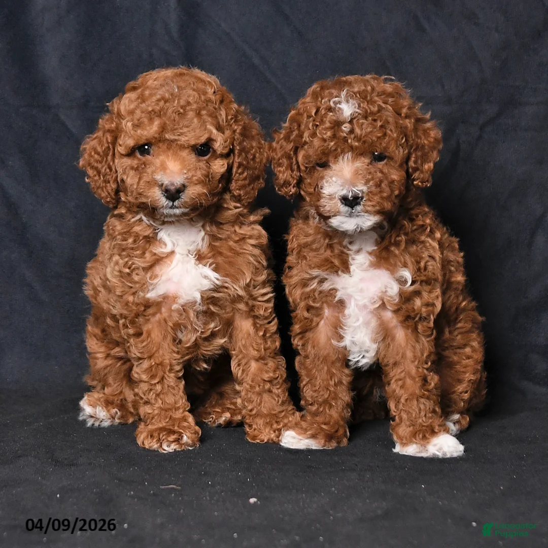 Toy Poodle dogs for sale: Victor - Ad 5