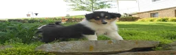Collie dogs for sale: Drake - Ad 4
