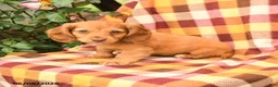 Miniature Dachshund dogs for sale: Wiggles - Ad 1