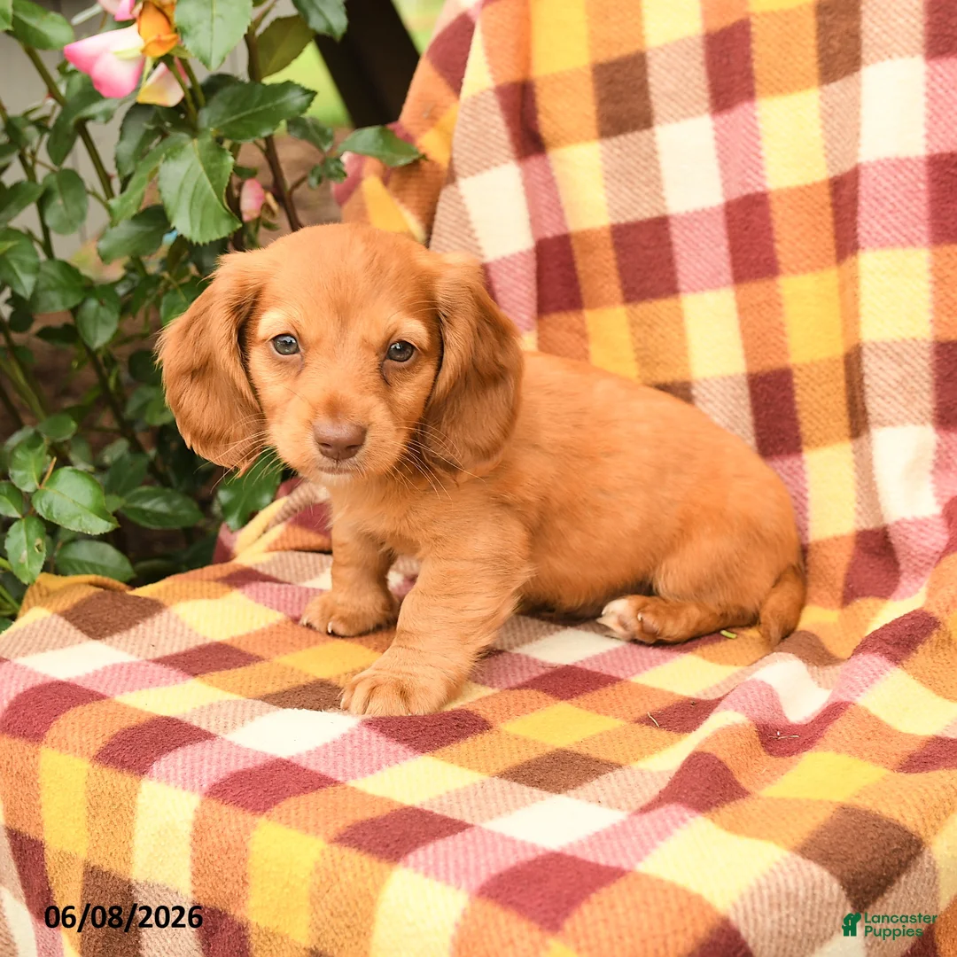 Miniature Dachshund dogs for sale: Wiggles - Ad 1