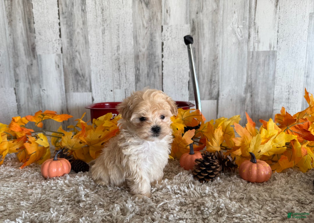 Maltipoo dogs for sale: Ozzy - Ad 16
